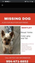 Reunited Male Dog last seen Lyons Creek Middle School, Coconut Creek, FL 33073