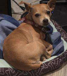Reunited Female Dog last seen Hallcrest Ave, Spring Hill, FL 34608