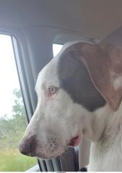 Lost Female Dog last seen Leonie sreet, Deeragun, QLD 4818