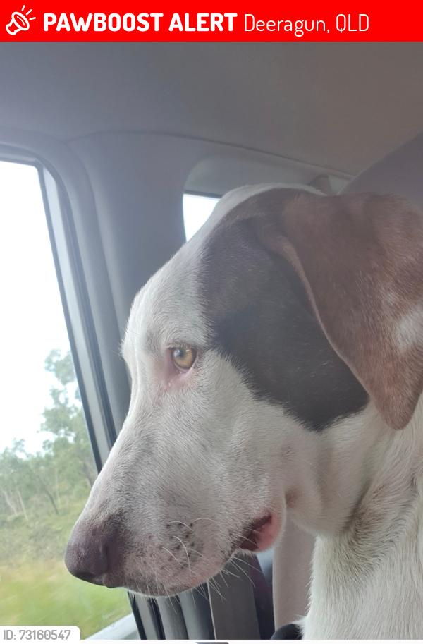 Lost Female Dog last seen Leonie sreet, Deeragun, QLD 4818