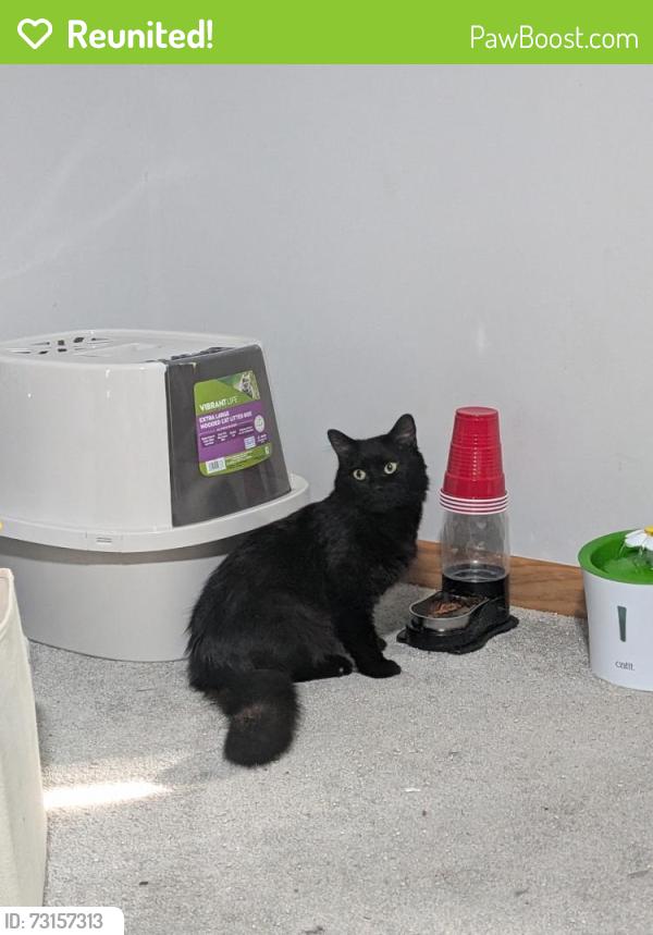 Reunited Male Cat last seen Lantern ln, New Bern, NC 28562