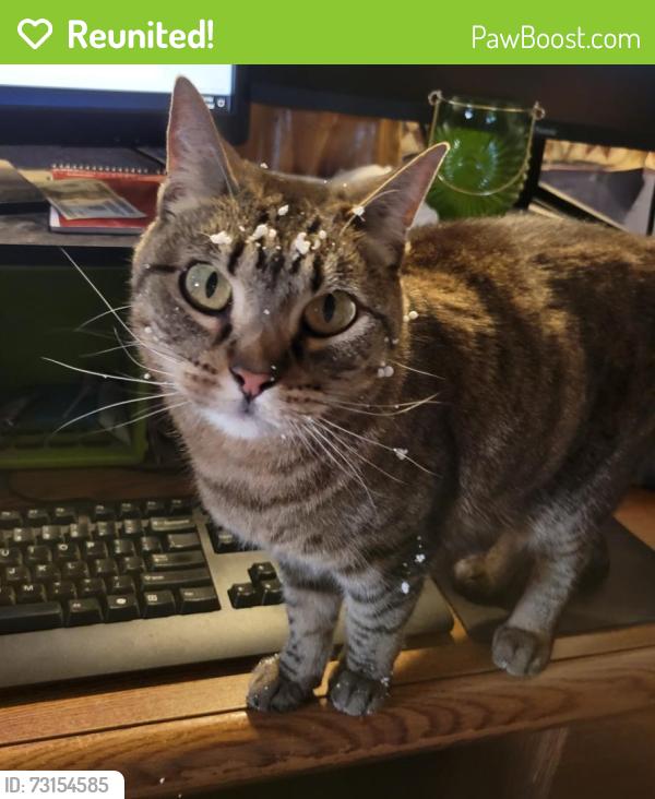 Reunited Female Cat last seen Lelaray and Howard by James Irwin Charter School, Colorado Springs, CO 80909