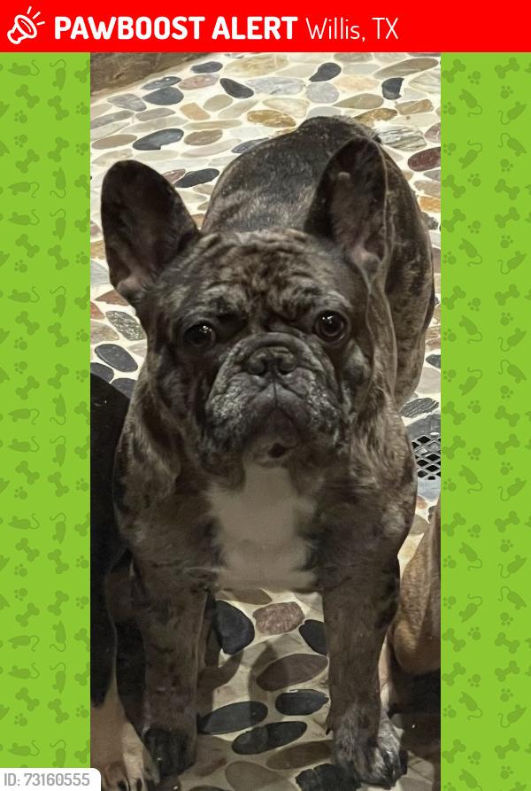 Lost Male Dog last seen Cedar Lane Loop, Willis, TX 77378