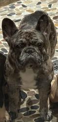 Lost Male Dog last seen Cedar Lane Loop, Willis, TX 77378
