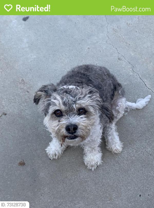 Reunited Female Dog last seen Via Norte, Montebello, CA 90640
