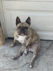 Reunited Female Dog last seen Coronado Ave, San Diego, CA 92154, USA, San Diego, CA 92154