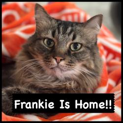 Reunited Female Cat last seen Cresswind @ The Ponds, Summerville, SC 29483