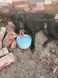 Found/Stray Male Dog last seen Palm Desert - Fairway and Del Coronado, Palm Desert, CA 92260