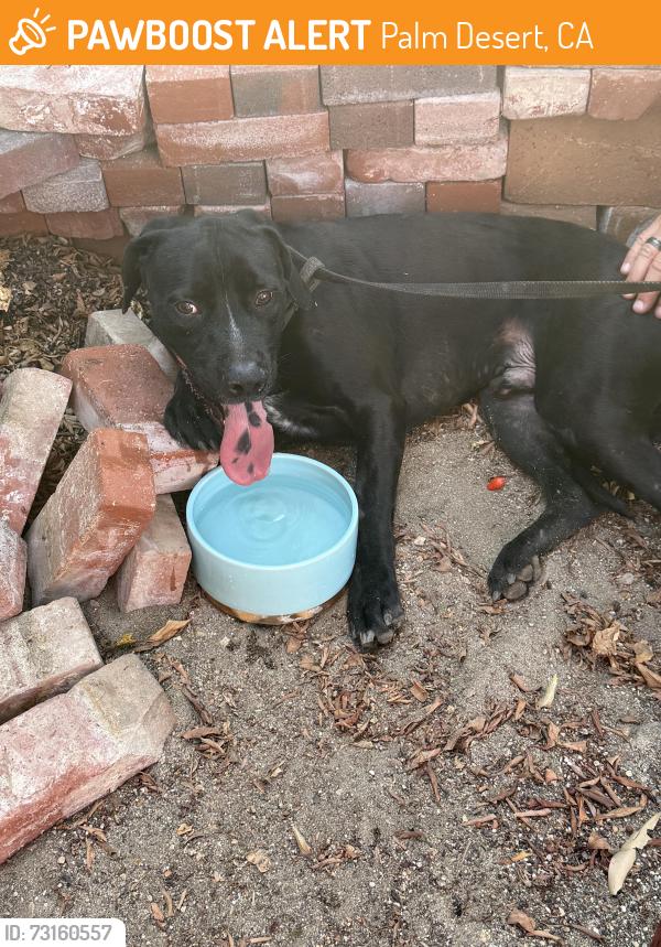 Found/Stray Male Dog last seen Palm Desert - Fairway and Del Coronado, Palm Desert, CA 92260