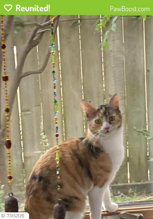 Reunited Female Cat last seen 190th/ Anza, Redondo Beach, CA 90278