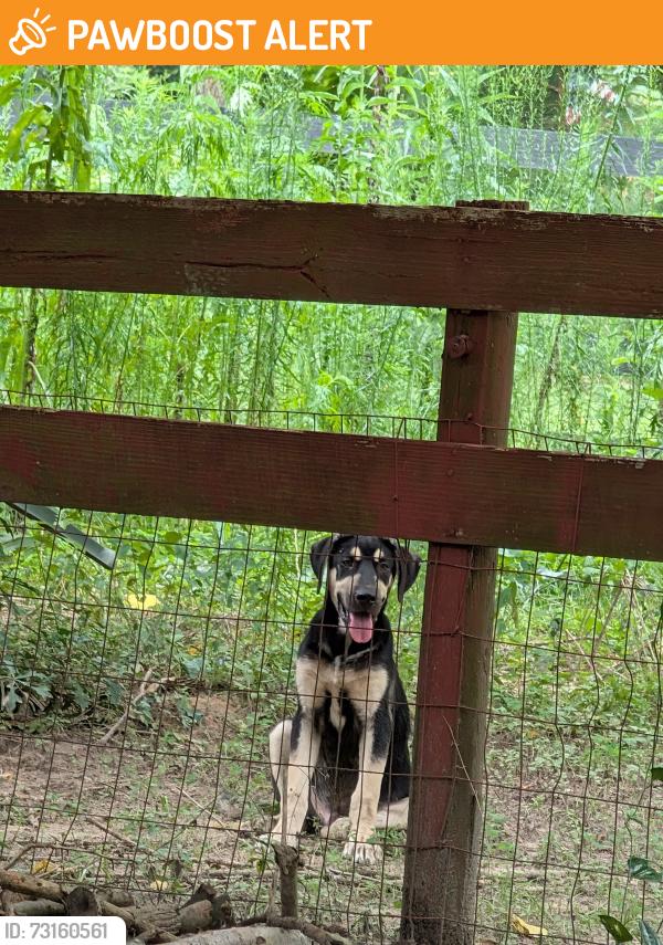 Found/Stray Male Dog last seen Browder Traylor and Dogwood Ln, Montgomery County, TX 77303