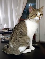 Reunited Unknown Cat last seen close to Metro Laurier, Montréal, QC H2J 2P7