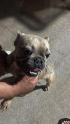 Reunited Male Dog last seen mission bend, Mission Bend, TX 77083