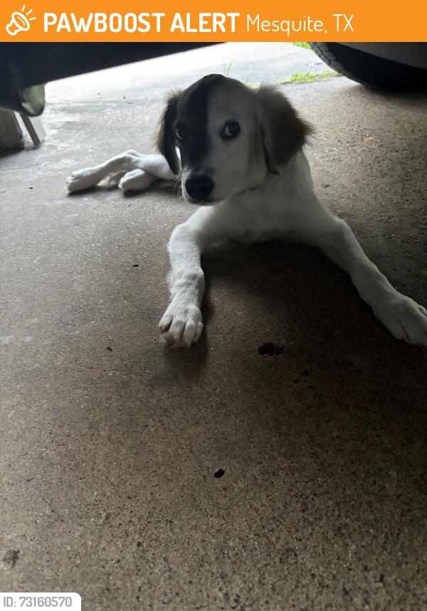 Found/Stray Female Dog last seen caribbean, Mesquite, TX 75149