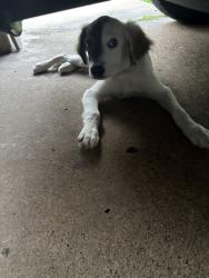 Found/Stray Female Dog last seen caribbean, Mesquite, TX 75149