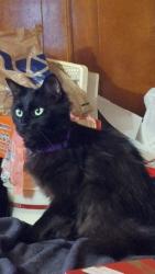 Lost Female Cat last seen Nebraska Ave, Toledo, OH 43607