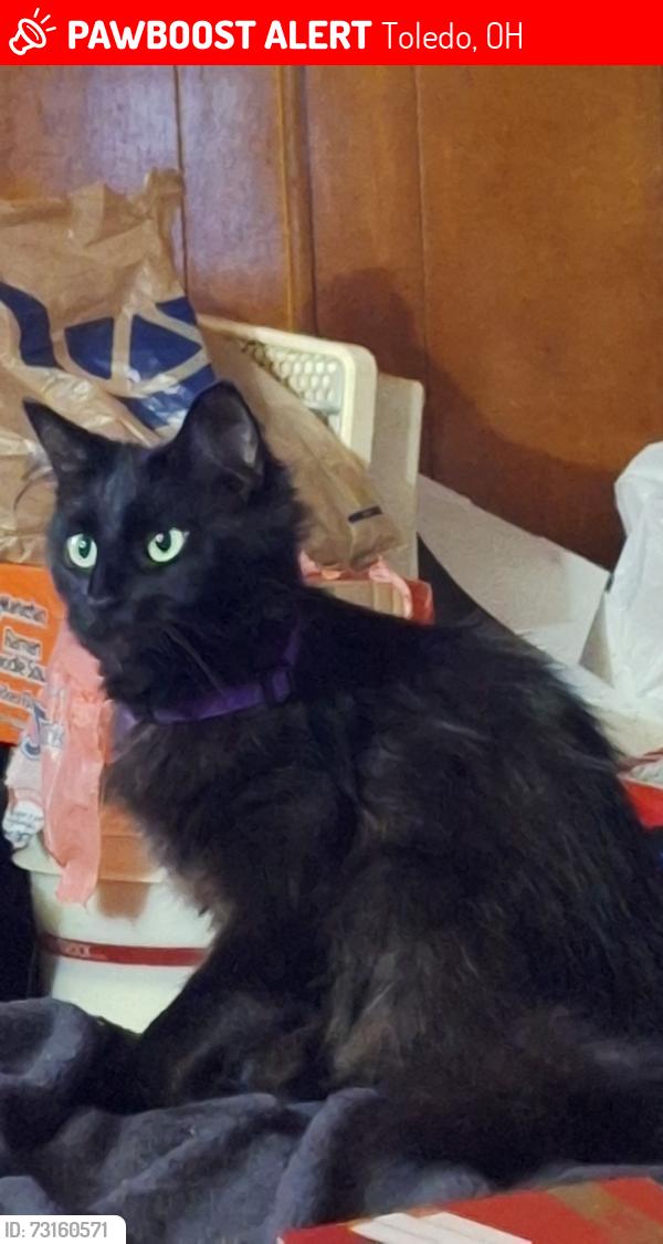 Lost Female Cat last seen Nebraska Ave, Toledo, OH 43607