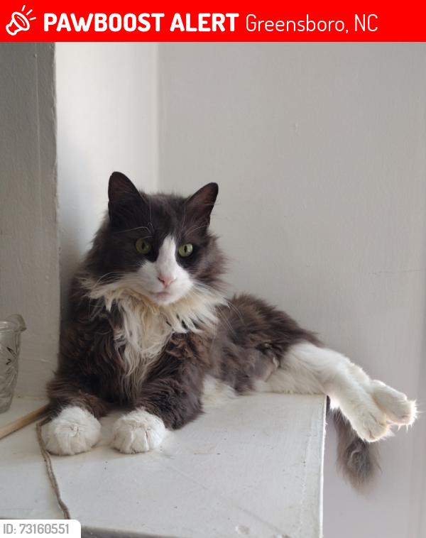 Lost Male Cat last seen W Market St, Wilson St, Greensboro, NC 27401