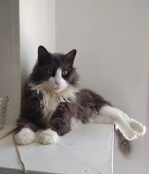 Lost Male Cat last seen W Market St, Wilson St, Greensboro, NC 27401