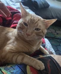 Reunited Male Cat last seen Se 10th street and Fedral highway Delray beach, Delray Beach, FL 33483