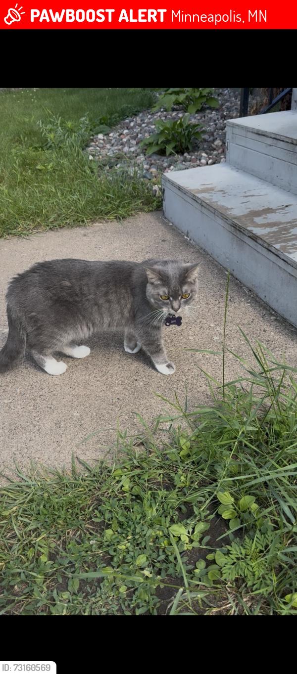 Lost Female Cat last seen 22nd Ave NE and 4th St NE, by Grumpy’s Bar, Minneapolis, MN 55418