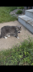 Lost Female Cat last seen 22nd Ave NE and 4th St NE, by Grumpy’s Bar, Minneapolis, MN 55418