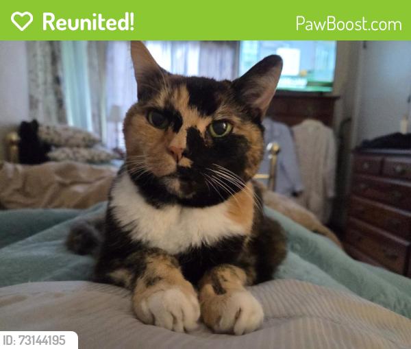Reunited Female Cat last seen Avenue L and 2nd st, Pittsburgh, PA 15221