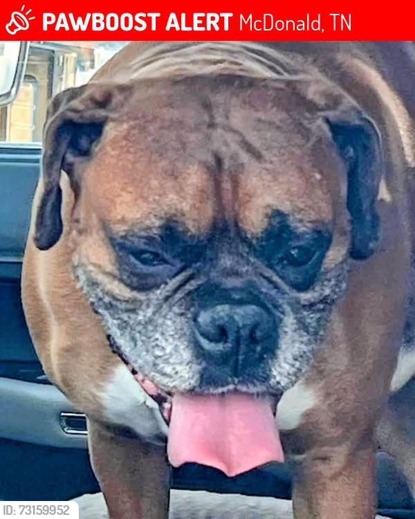 Lost Male Dog last seen Lee Hwy @ DANCE HALL RD, McDonald, TN 37353