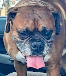 Lost Male Dog last seen Lee Hwy @ DANCE HALL RD, McDonald, TN 37353