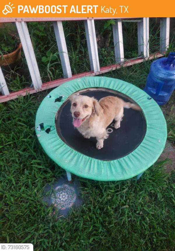 Found/Stray Male Dog last seen Morton and elder rd, Katy, TX 77493