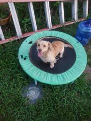 Found/Stray Male Dog last seen Morton and elder rd, Katy, TX 77493