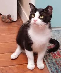 Reunited Male Cat last seen 3rd Ave W & 15th St Ct W, Bradenton, FL 34205