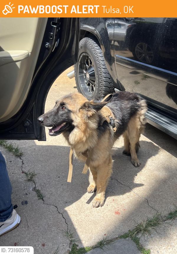 Found/Stray Unknown Dog last seen Harvard and Archer, Tulsa, OK 74115