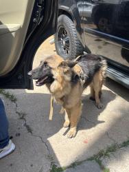 Found/Stray Unknown Dog last seen Harvard and Archer, Tulsa, OK 74115