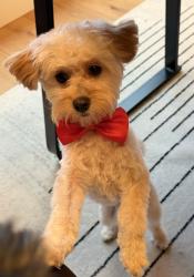 Lost Male Dog last seen Meadows Parkway and Regent, Castle Rock, CO 80109