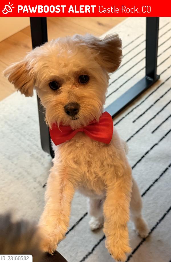 Lost Male Dog last seen Meadows Parkway and Regent, Castle Rock, CO 80109