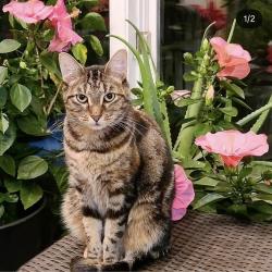 Lost Female Cat last seen Dogwood & Birchton, Germantown, TN 38139
