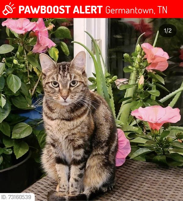 Lost Female Cat last seen Dogwood & Birchton, Germantown, TN 38139