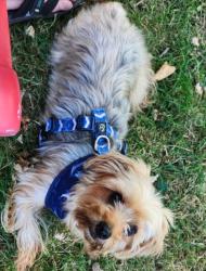 Reunited Female Dog last seen Robertson and greenwood, Lansing, MI 48915