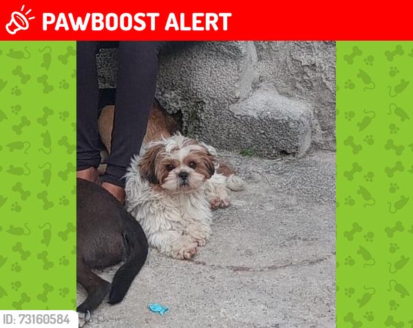 Lost Male Dog last seen Padaria sol e lua, Jardim Campos, SP 08151-610