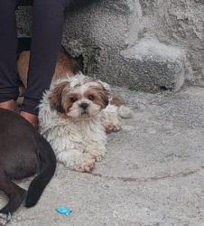 Lost Male Dog last seen Padaria sol e lua, Jardim Campos, SP 08151-610