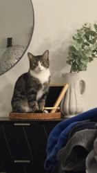 Lost Female Cat last seen Woodhaven Drive, Kingston, ON 