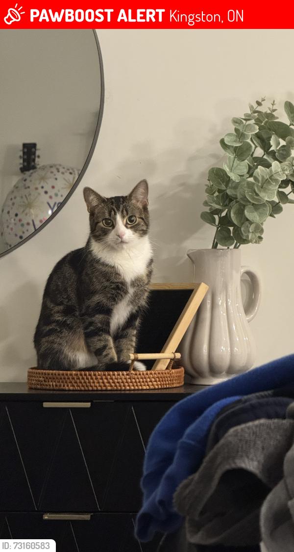 Lost Female Cat last seen Woodhaven Drive, Kingston, ON 