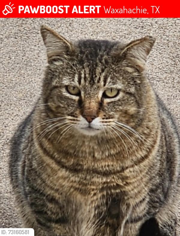 Lost Male Cat last seen Chapman Addition, Waxahachie, TX 75165