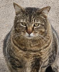 Lost Male Cat last seen Chapman Addition, Waxahachie, TX 75165