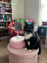 Reunited Male Cat last seen Hwy 29, Anderson County, SC 29669