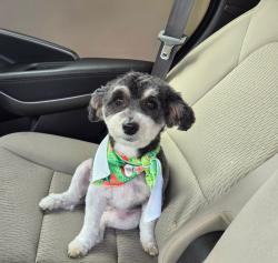 Reunited Female Dog last seen Windingwalk Moonbeam Ln, Chula Vista, CA 91915