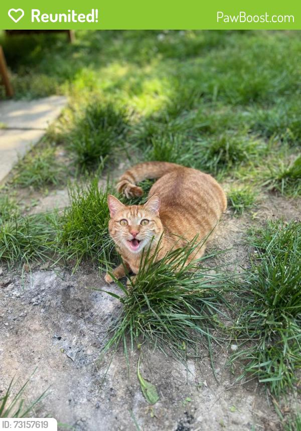 Reunited Female Cat last seen Musselman Drive & E. Arnold Road, Poughkeepsie, NY 12601