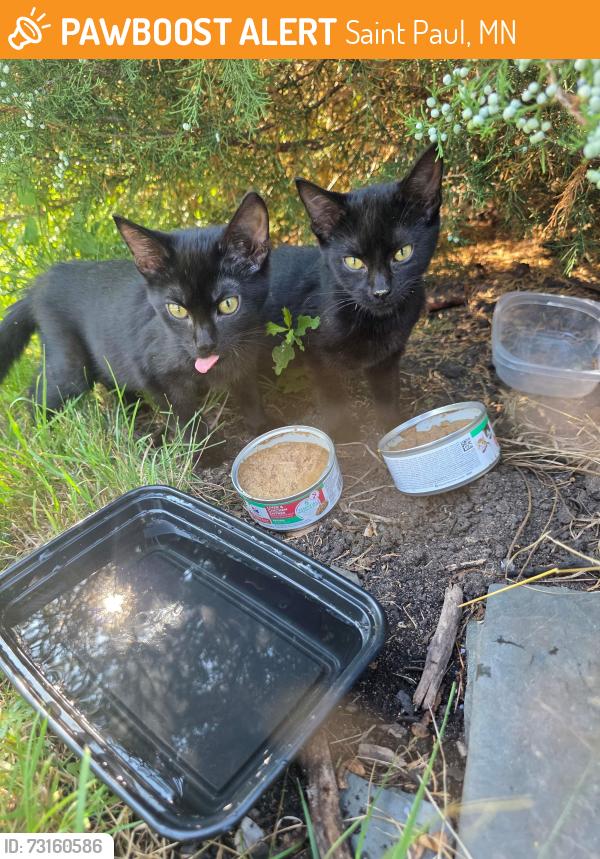 Found/Stray Female Cat last seen Portland and Lexington, Saint Paul, MN 55105