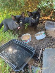 Found/Stray Female Cat last seen Portland and Lexington, Saint Paul, MN 55105